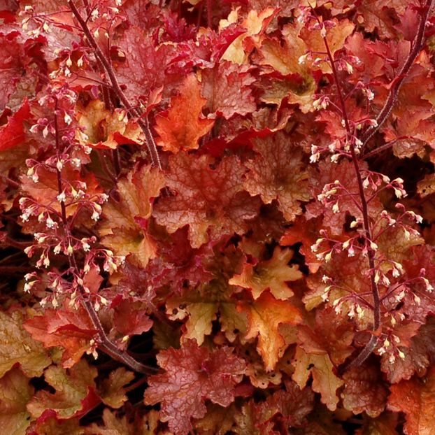 Heuchera_Ginger_Peach - aaa Comanda plante 2022 2023 2024