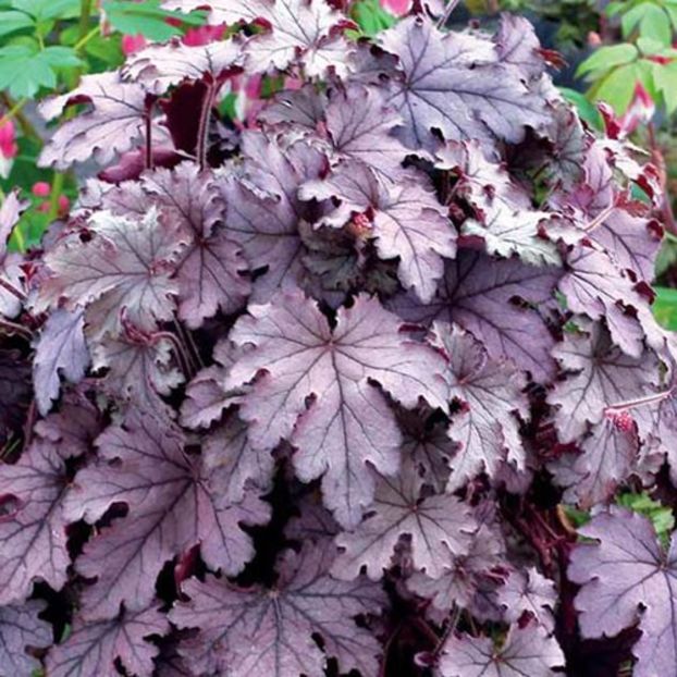 Heucherella-Plum-Cascade - aaa Comanda plante 2022 2023 2024