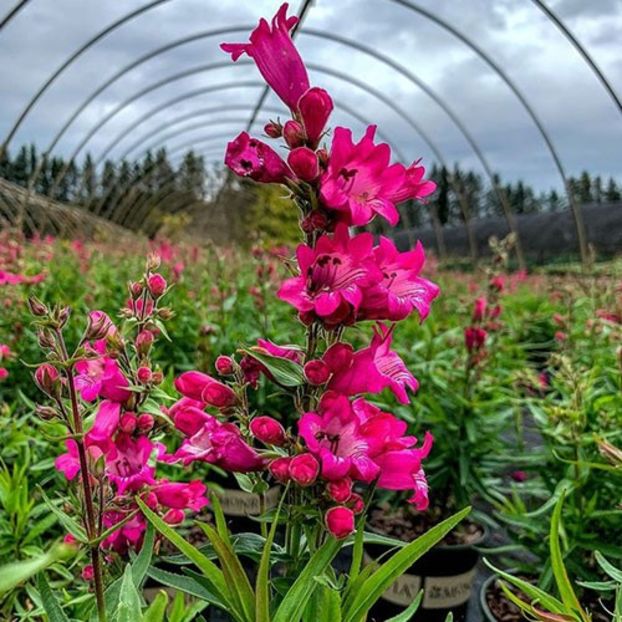 PENSTEMON_HARLEQUIN_MAGENTA - aaa Comanda plante 2022 2023 2024