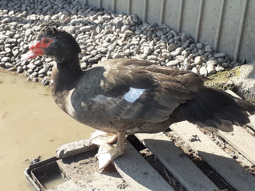 Tyson/ bronze muscovy male - 0001 matca 2022 lot 3