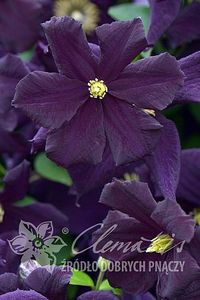 clematis_romantica - aaa Comanda plante 2022 2023 2024