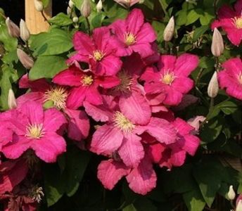clematis Remembrance - aaa Comanda plante 2022 2023 2024