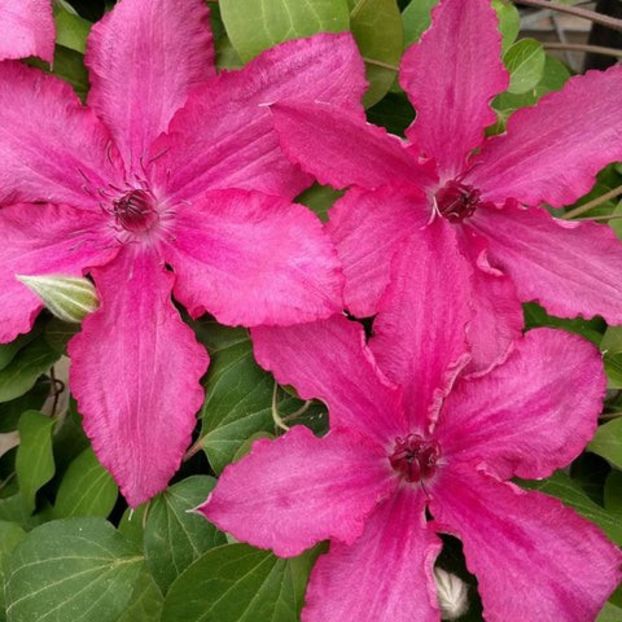 clematis-barbara - aaa Comanda plante 2022 2023 2024