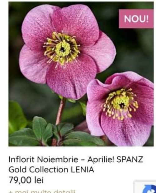  - aaa Comanda plante 2022 2023 2024