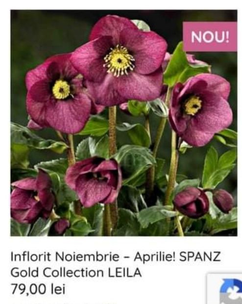  - aaa Comanda plante 2022 2023 2024