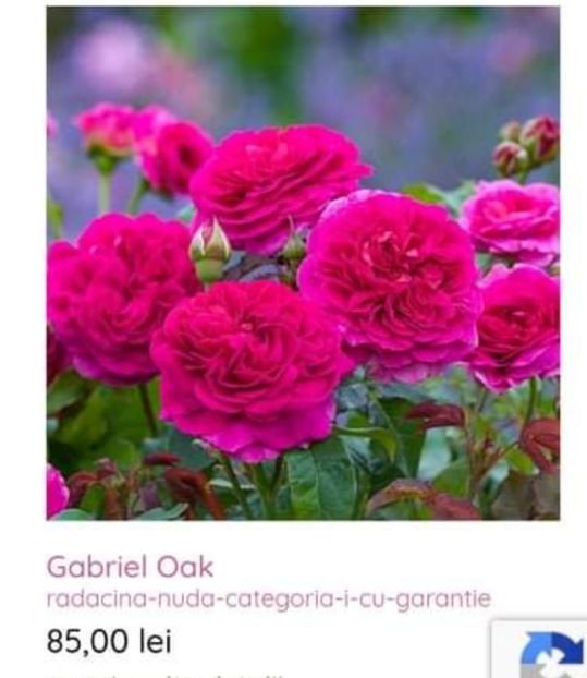  - aaa Comanda plante 2022 2023 2024