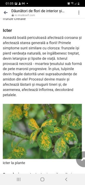 Screenshot_20220213-010526_Messenger - Poze boli virale