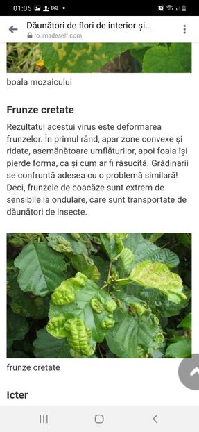 Screenshot_20220213-010519_Messenger - Poze boli virale