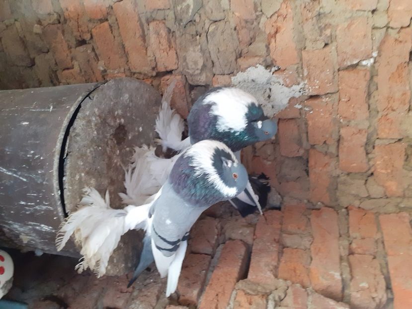  - Gusat de pomerania