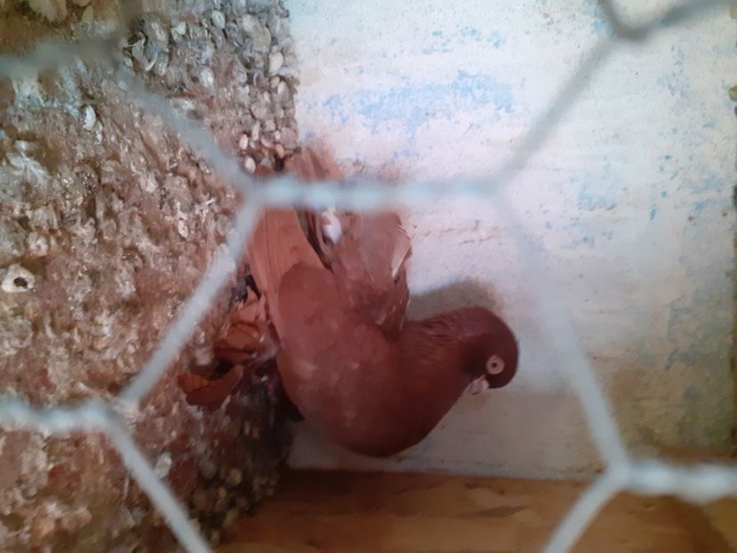  - Porumbei rostow 2022