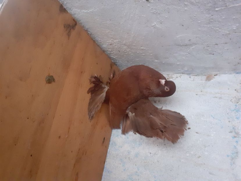  - Porumbei rostow 2022