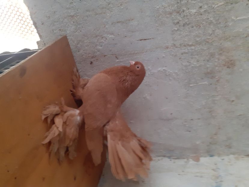  - Porumbei rostow 2022