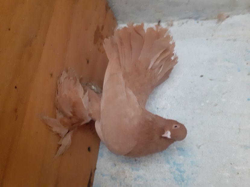  - Porumbei rostow 2022