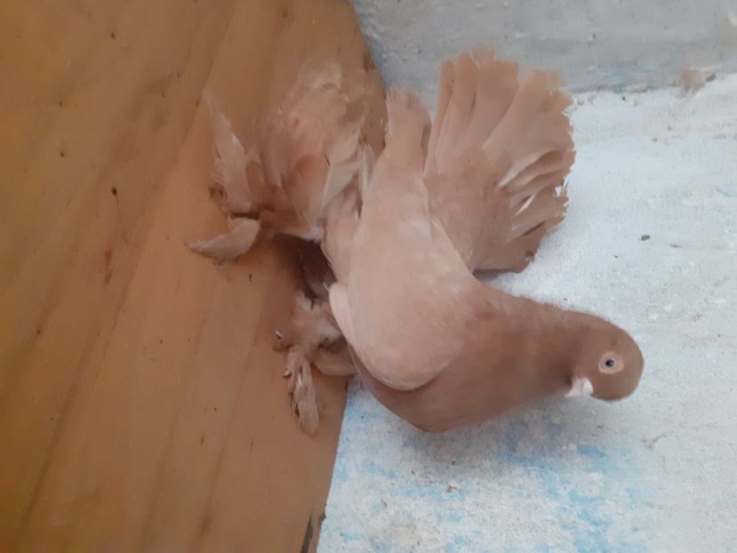  - Porumbei rostow 2022