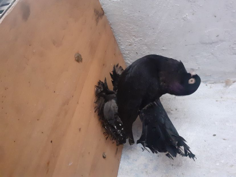  - Porumbei rostow 2022