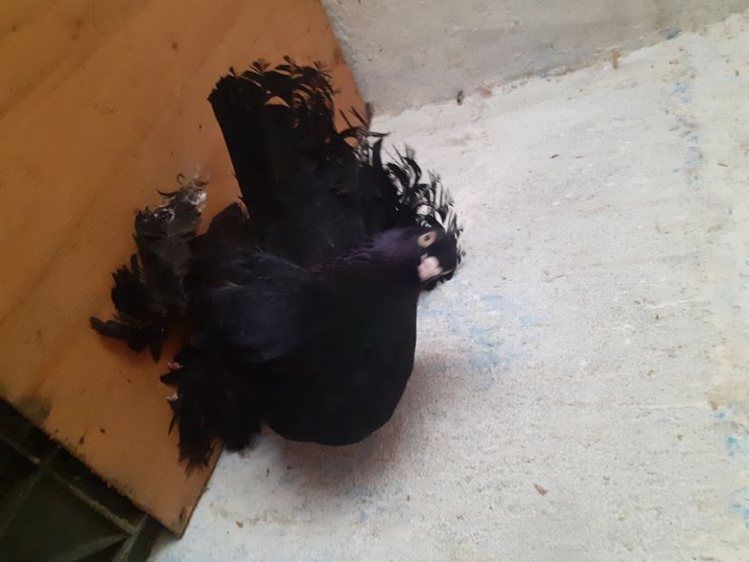  - Porumbei rostow 2022