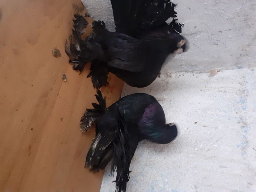  - Porumbei rostow 2022