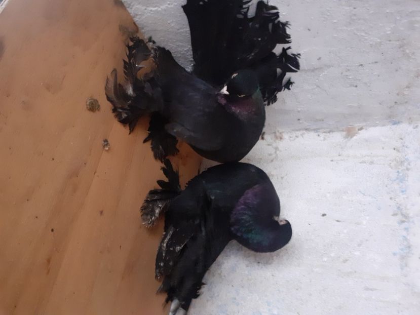  - Porumbei rostow 2022