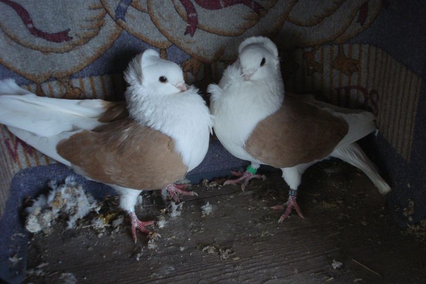 PER 15 - perechile 2022