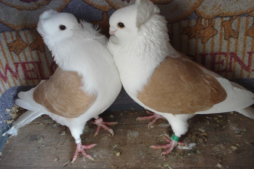 PER 16 - perechile 2022