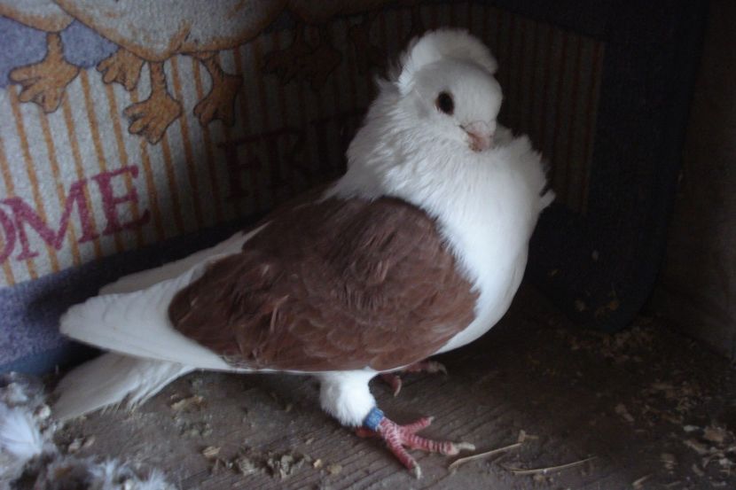 M 2012 - perechile 2022