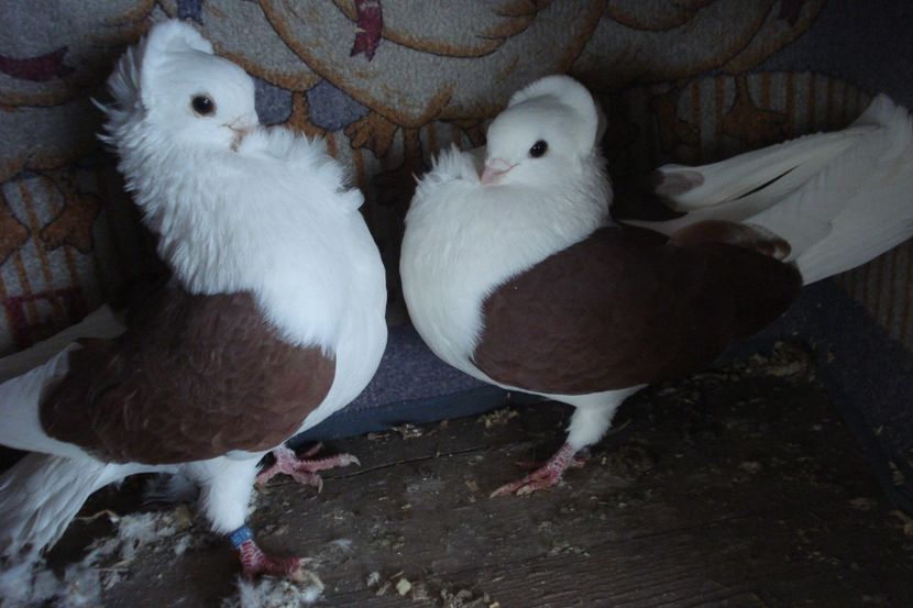 PER 17 - perechile 2022