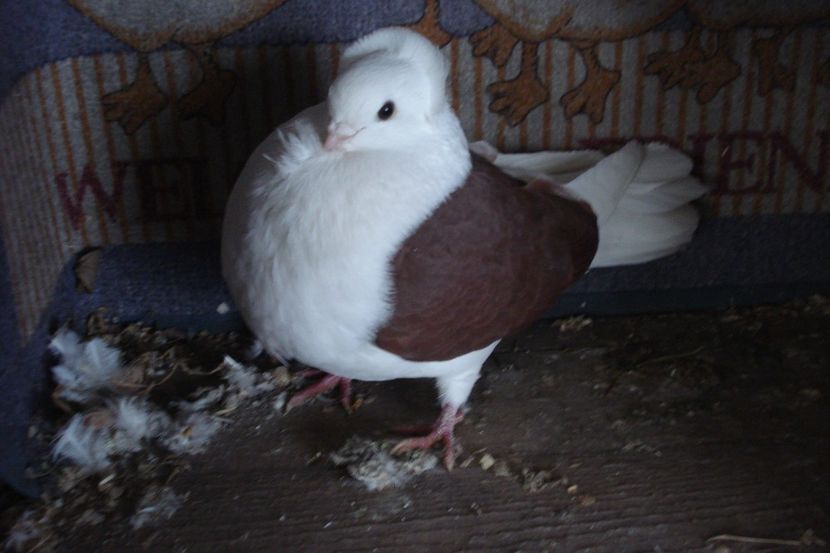 F 2019 - perechile 2022