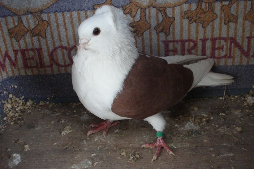 M 960-21 - perechile 2022