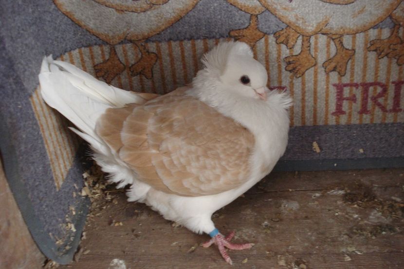 F 2018 - perechile 2022