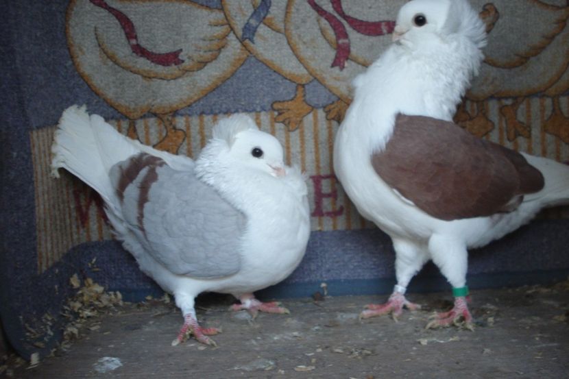 PER 19 - perechile 2022