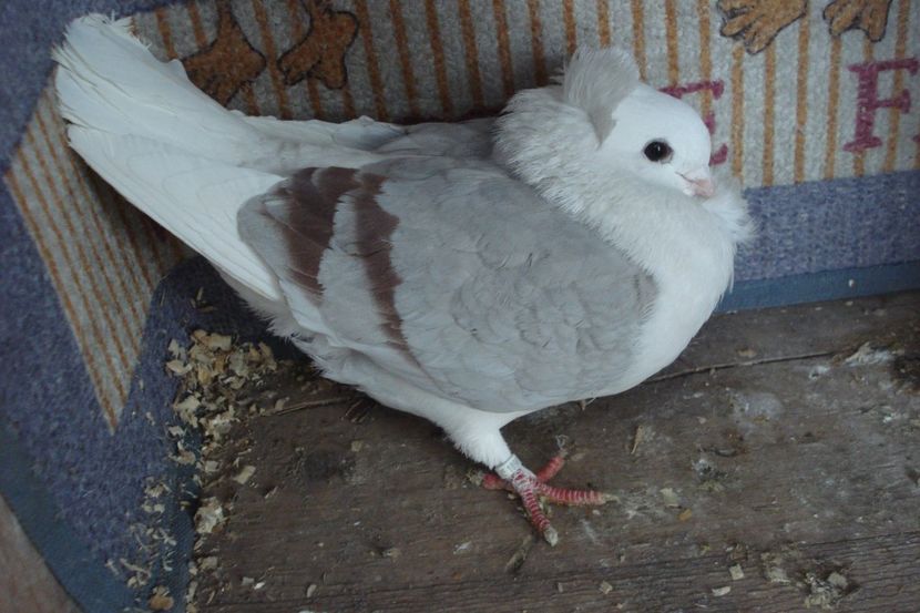 F 961-21 - perechile 2022