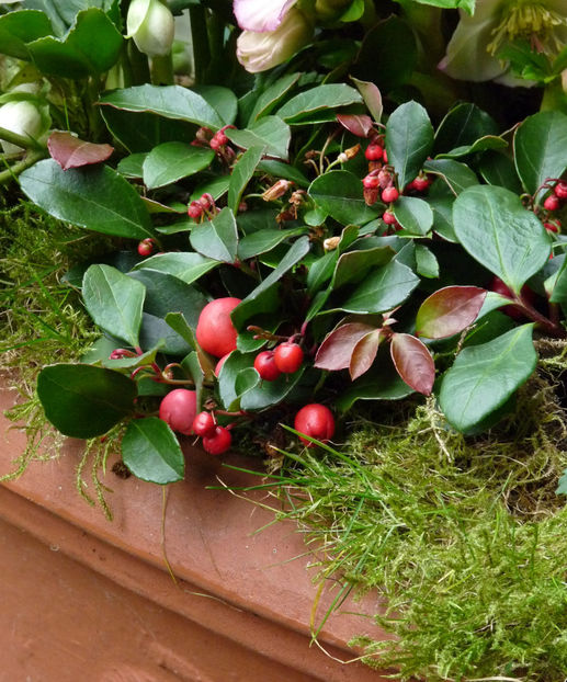  - Helleborus - Spanz