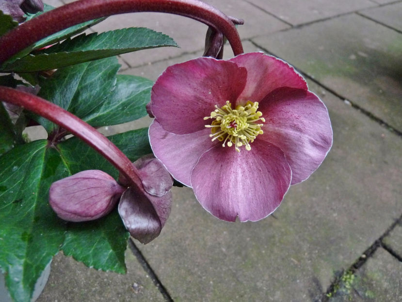  - Helleborus - Spanz