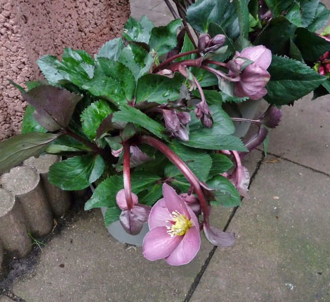  - Helleborus - Spanz
