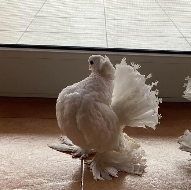  - SIBERIENI si NORCAUCAZIENI