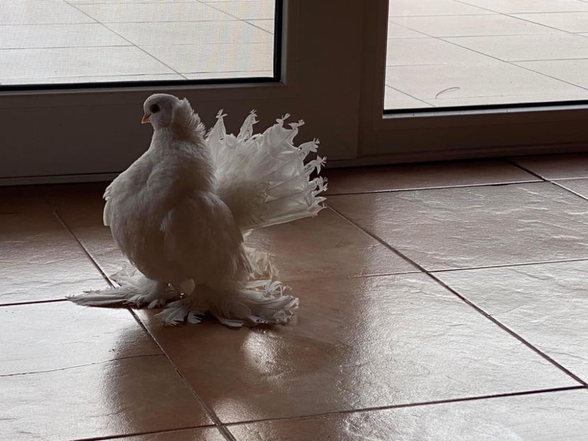  - SIBERIENI si NORCAUCAZIENI