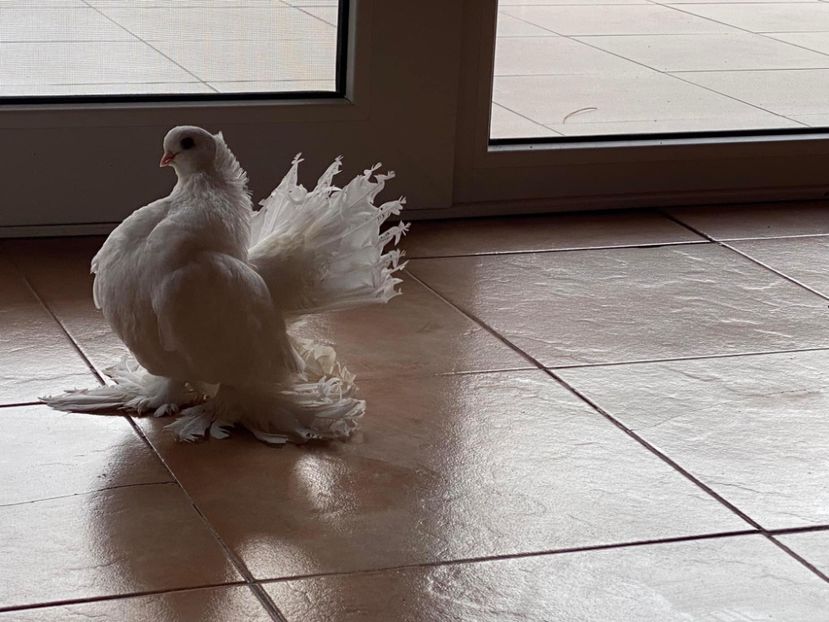  - SIBERIENI si NORCAUCAZIENI