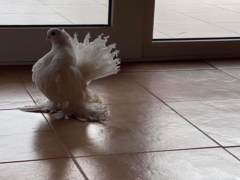  - SIBERIENI si NORCAUCAZIENI