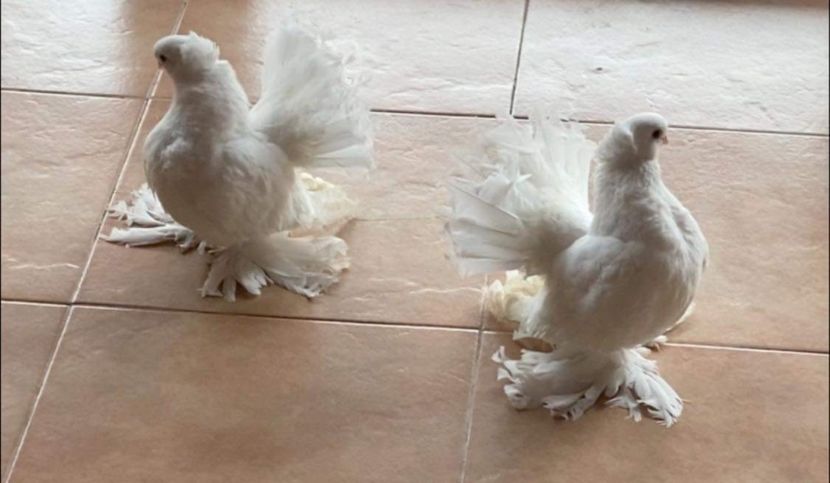  - SIBERIENI si NORCAUCAZIENI