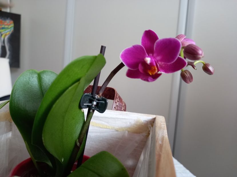 13.02.2022, mini phalaenopsis - Orhidee