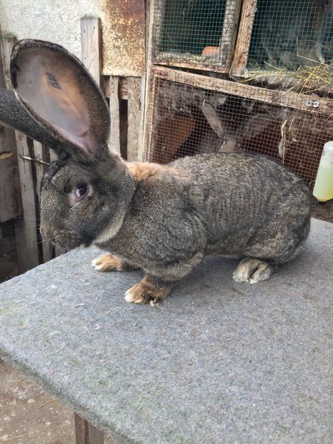 B96FA35F-2003-45DC-BBF9-4A004440574A - RO 8-2118