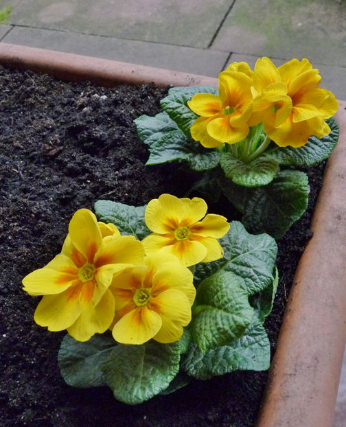  - 2021 - 04 - 2022 - 00 - Iarna