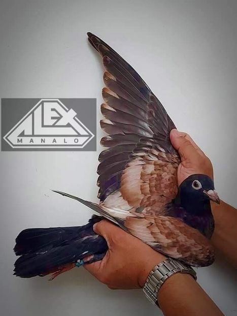  - Nu îmi aparțin 3