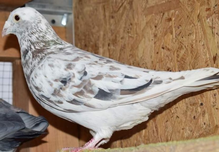  - Nu îmi aparțin 3