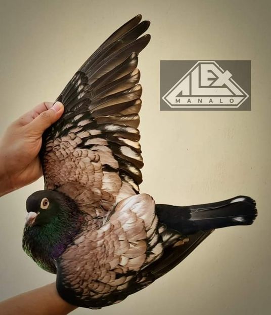  - Nu îmi aparțin 3