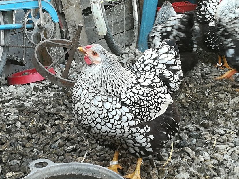  - Wyandote 2021 02 05 2021