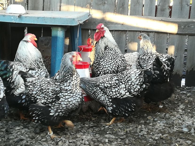  - Wyandote 2021 02 05 2021