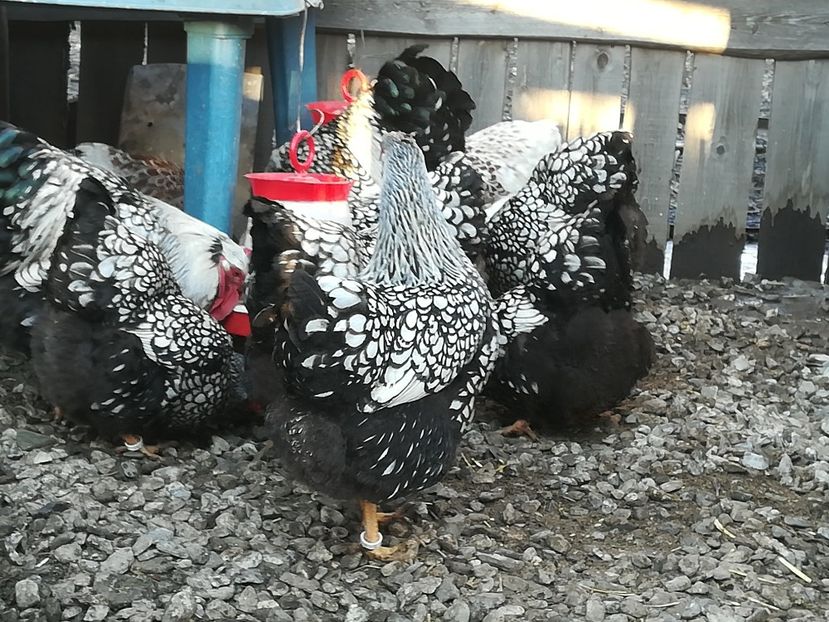  - Wyandote 2021 02 05 2021