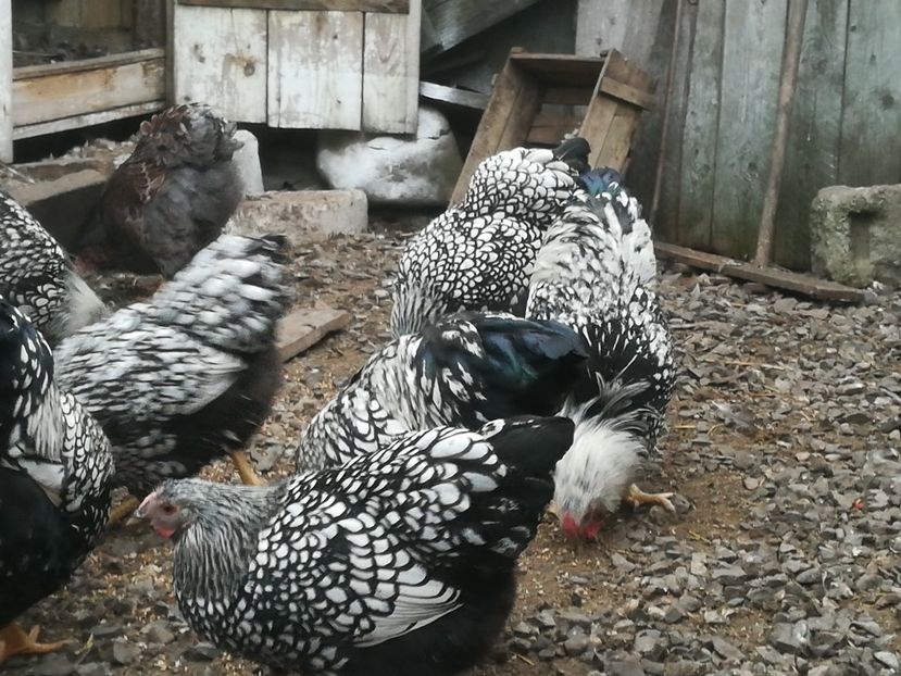  - Wyandote 2021 02 05 2021