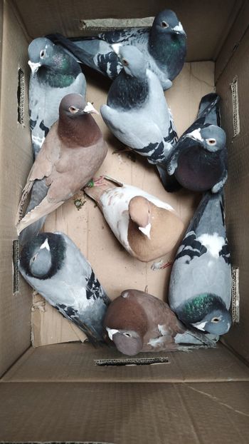  - De vanzare voiajori 2